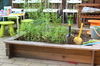 Bylinková záhradka je súčasťou Montessori ateliéru
